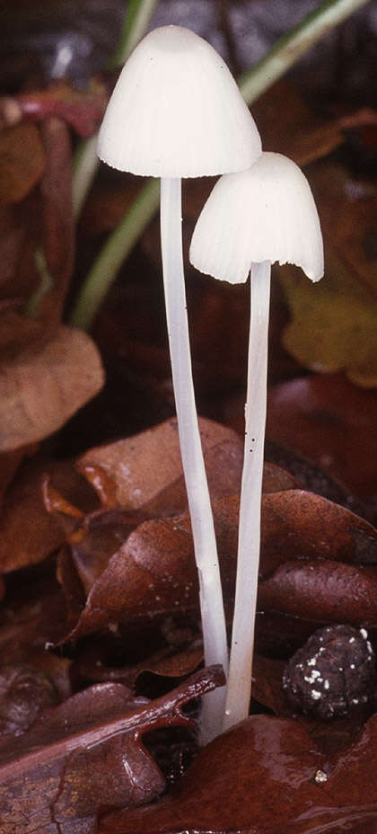Image of Milk-drop mycena