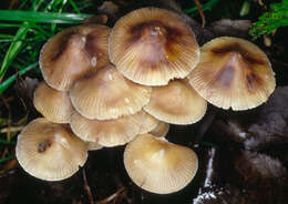 Image of Mycena polygramma (Bull.) Gray 1821