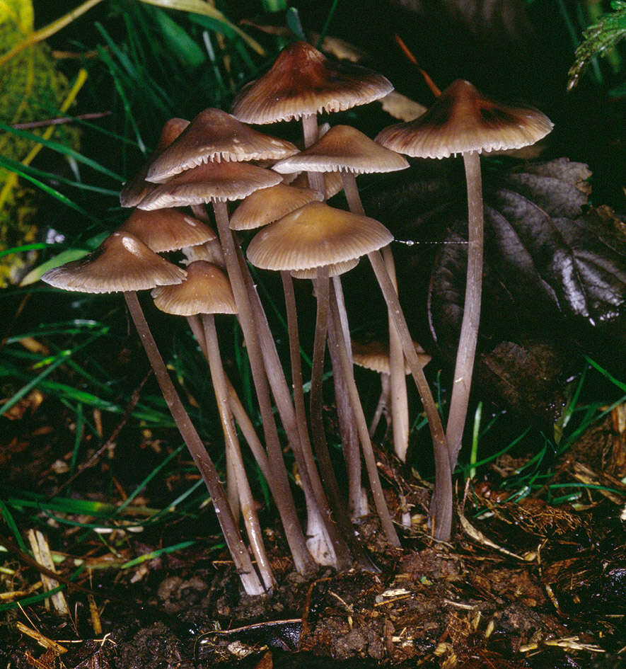 Image of Mycena polygramma (Bull.) Gray 1821