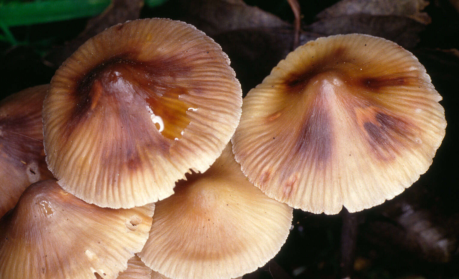 Image of Mycena polygramma (Bull.) Gray 1821