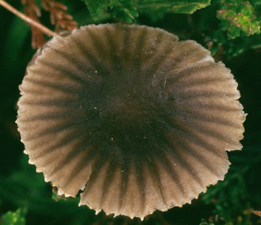 Image of Mycena latifolia (Peck) A. H. Sm. 1935