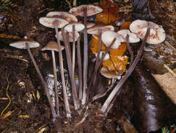 Image of Mycena polygramma (Bull.) Gray 1821