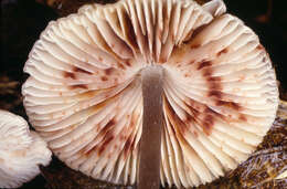 Image of Mycena polygramma (Bull.) Gray 1821