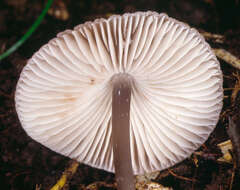 Image of Mycena polygramma (Bull.) Gray 1821