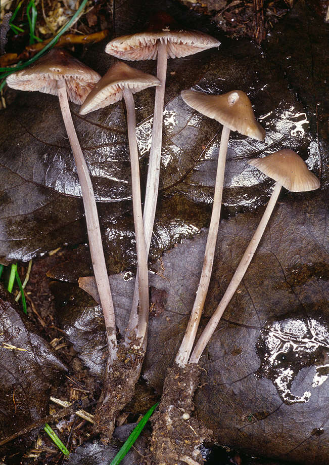 Image of Mycena polygramma (Bull.) Gray 1821