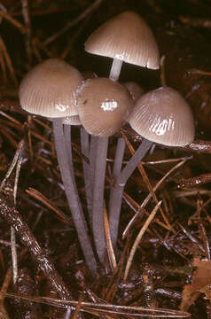 Image of Mycena polygramma (Bull.) Gray 1821