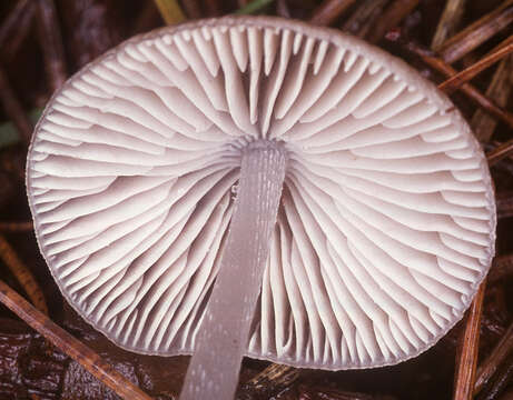 Image of Mycena polygramma (Bull.) Gray 1821