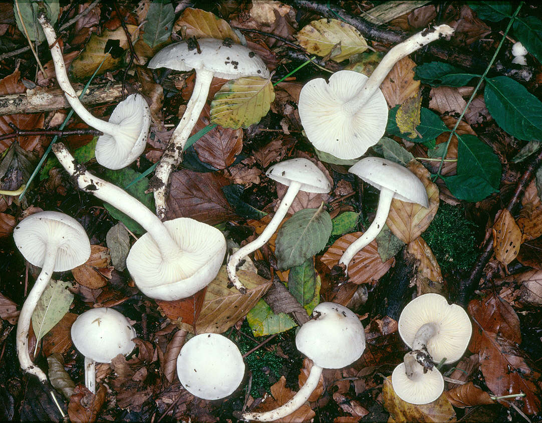 Sivun Hygrophorus discoxanthus (Fr.) Rea 1908 kuva