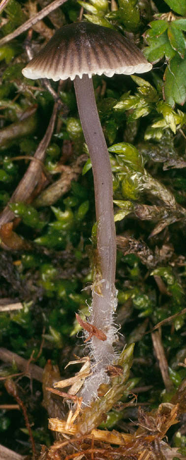 Image of Mycena latifolia (Peck) A. H. Sm. 1935