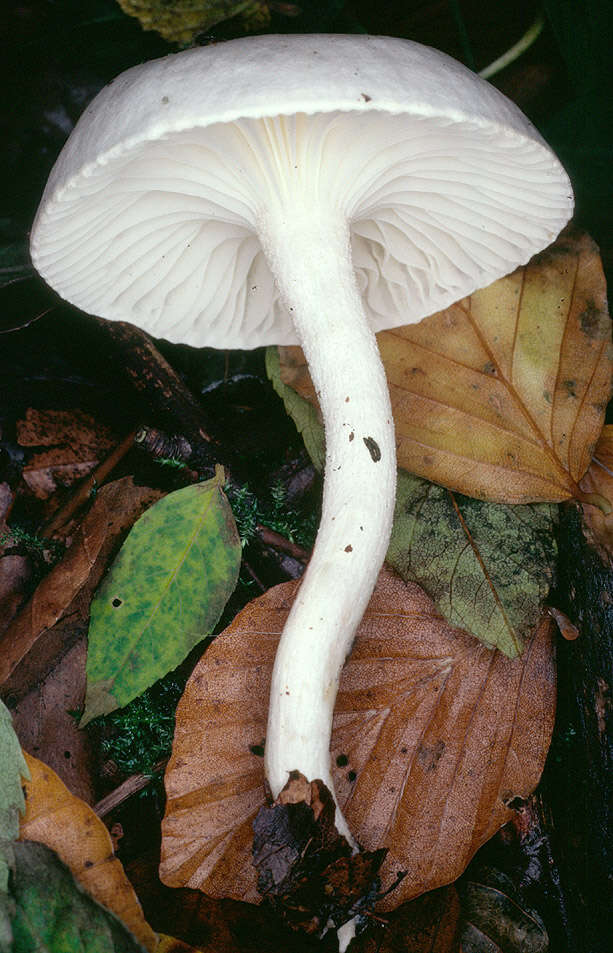 Sivun Hygrophorus discoxanthus (Fr.) Rea 1908 kuva