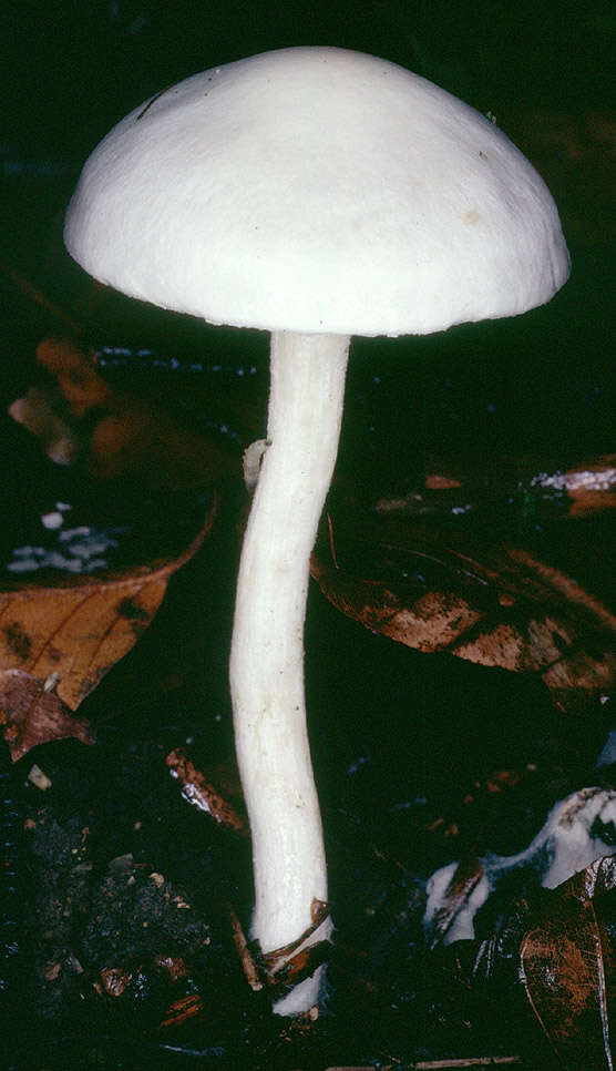 Sivun Hygrophorus discoxanthus (Fr.) Rea 1908 kuva