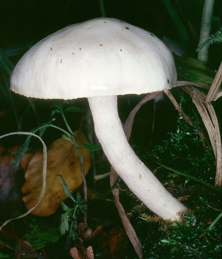 Sivun Hygrophorus discoxanthus (Fr.) Rea 1908 kuva