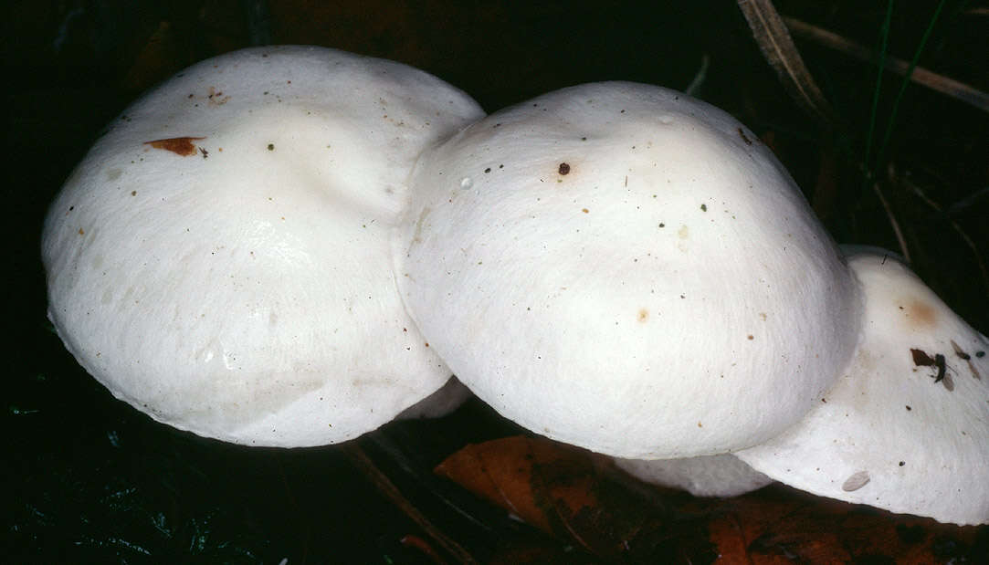 Sivun Hygrophorus discoxanthus (Fr.) Rea 1908 kuva