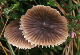 Image of Mycena latifolia (Peck) A. H. Sm. 1935