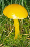 Hygrocybe chlorophana (Fr.) Wünsche 1877 resmi