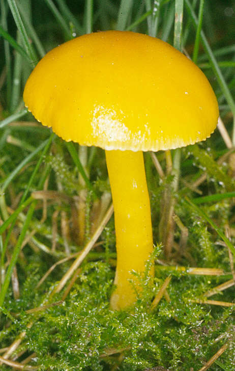 Hygrocybe chlorophana (Fr.) Wünsche 1877 resmi