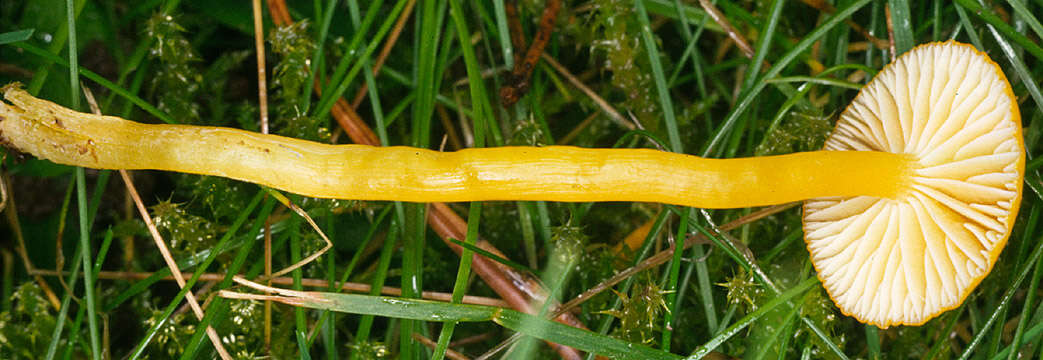 Hygrocybe chlorophana (Fr.) Wünsche 1877 resmi