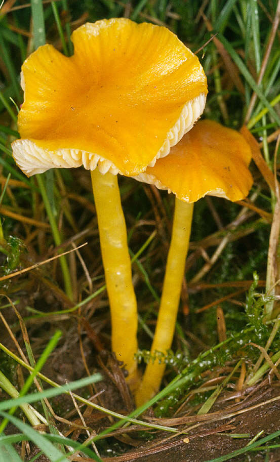 Hygrocybe chlorophana (Fr.) Wünsche 1877 resmi