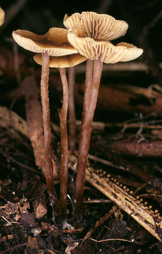 Image of Naucoria striatula P. D. Orton 1960