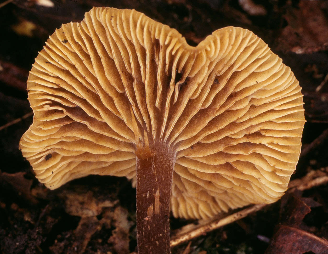 Image of Naucoria striatula P. D. Orton 1960