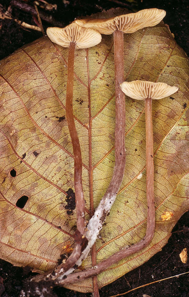 Image of Naucoria striatula P. D. Orton 1960