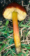 Image of Hygrocybe conica (Schaeff.) P. Kumm. 1871