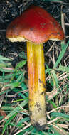 Image of Hygrocybe conica (Schaeff.) P. Kumm. 1871