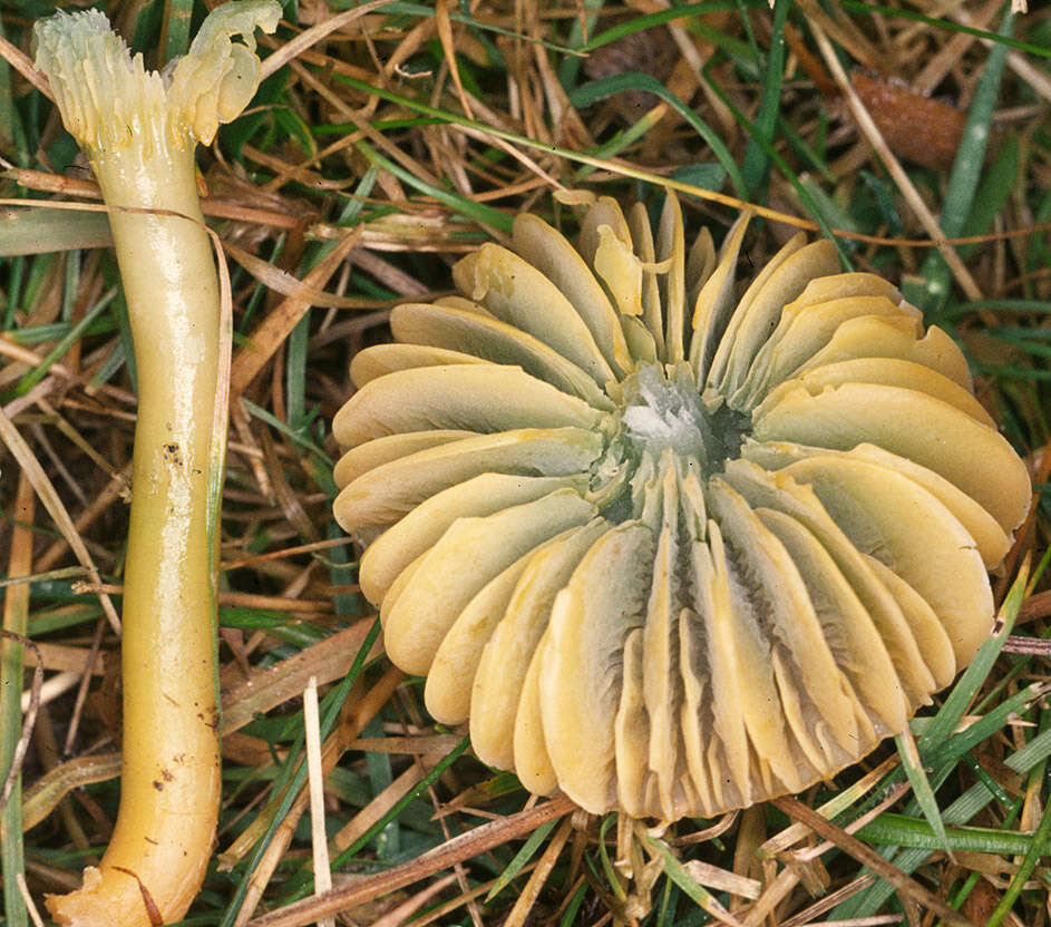 Image of Gliophorus psittacinus (Schaeff.) Herink 1958