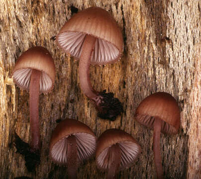 Image of Mycena haematopus (Pers.) P. Kumm. 1871