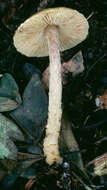 Image of Lepiota xanthophylla P. D. Orton 1960