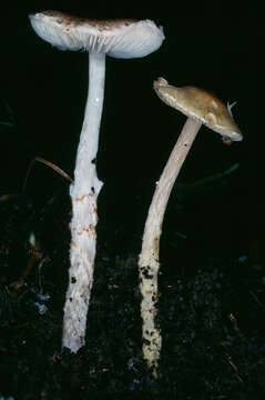 Image of Lepiota xanthophylla P. D. Orton 1960