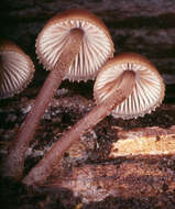 Image of Mycena haematopus (Pers.) P. Kumm. 1871