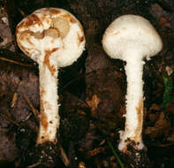 Image of Cystolepiota hetieri (Boud.) Singer 1973