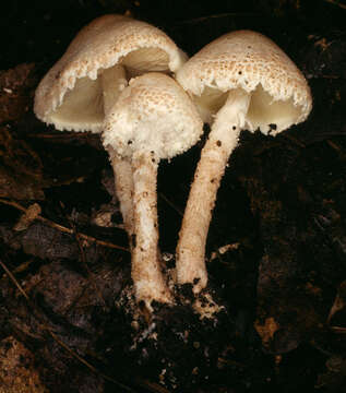 Imagem de Cystolepiota hetieri (Boud.) Singer 1973