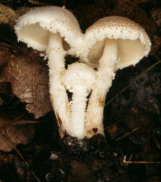 Imagem de Cystolepiota hetieri (Boud.) Singer 1973