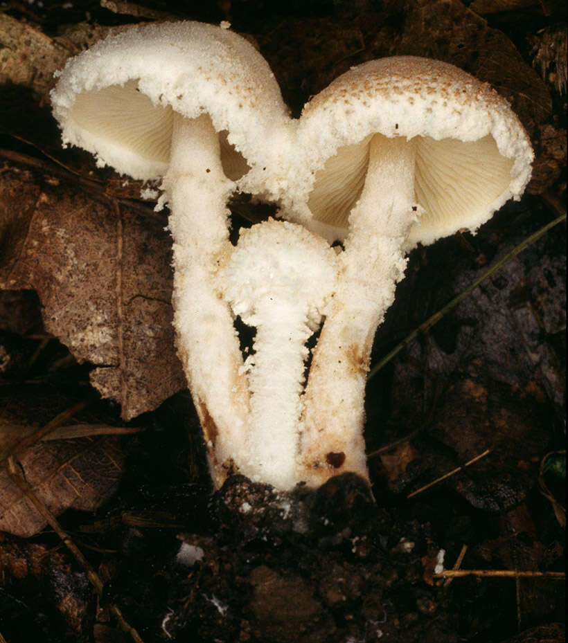 Image of Cystolepiota hetieri (Boud.) Singer 1973