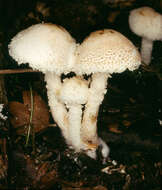 Image of Cystolepiota hetieri (Boud.) Singer 1973