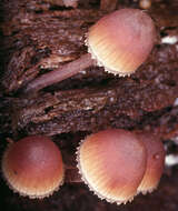 Image of Mycena haematopus (Pers.) P. Kumm. 1871