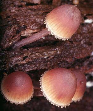 Image of Mycena haematopus (Pers.) P. Kumm. 1871