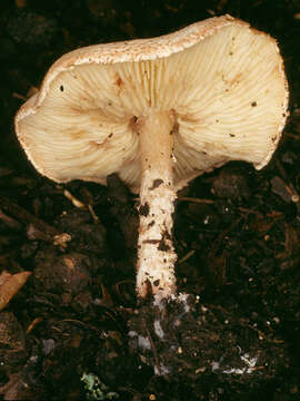 Image of Cystolepiota hetieri (Boud.) Singer 1973