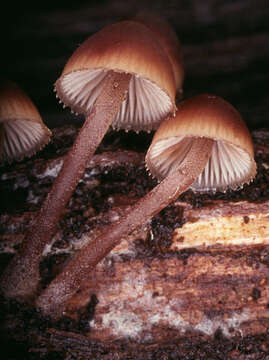 Image of Mycena haematopus (Pers.) P. Kumm. 1871