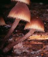 Image of Mycena haematopus (Pers.) P. Kumm. 1871