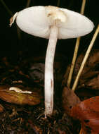 Слика од Lepiota cristata (Bolton) P. Kumm. 1871