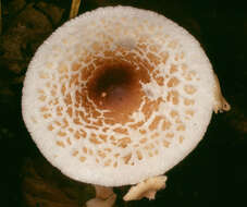 Слика од Lepiota cristata (Bolton) P. Kumm. 1871