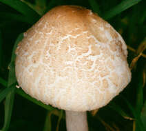 Слика од Lepiota cristata (Bolton) P. Kumm. 1871