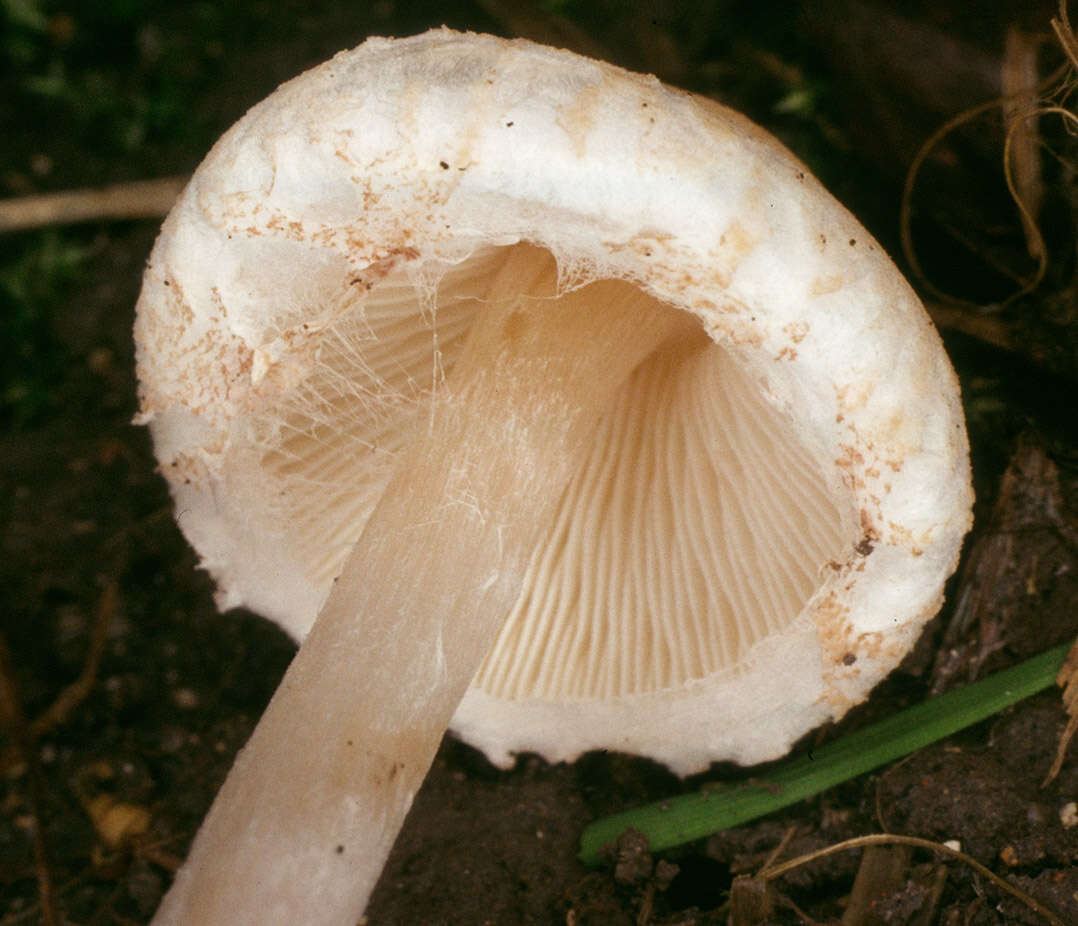 Слика од Lepiota cristata (Bolton) P. Kumm. 1871