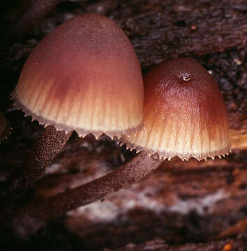 Image of Mycena haematopus (Pers.) P. Kumm. 1871