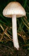 Слика од Lepiota cristata (Bolton) P. Kumm. 1871