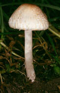 Слика од Lepiota cristata (Bolton) P. Kumm. 1871