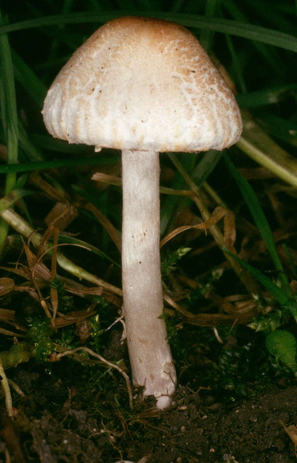 Слика од Lepiota cristata (Bolton) P. Kumm. 1871